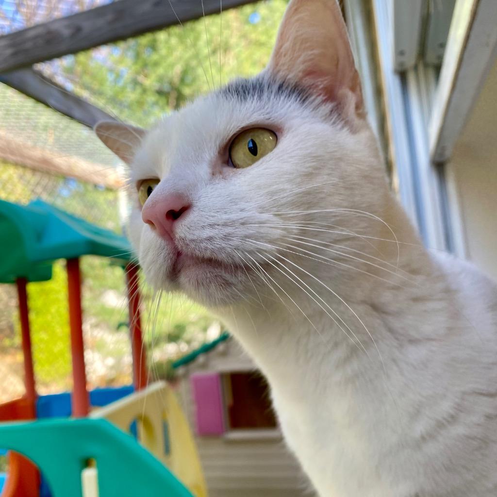 Ginn, a Adoptable mixed breed in Fall River, MA image 2/6