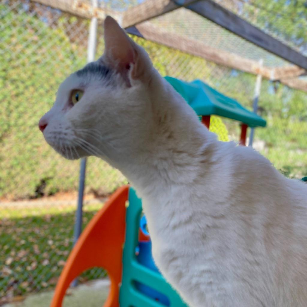 Ginn, a Adoptable mixed breed in Fall River, MA image 3/6