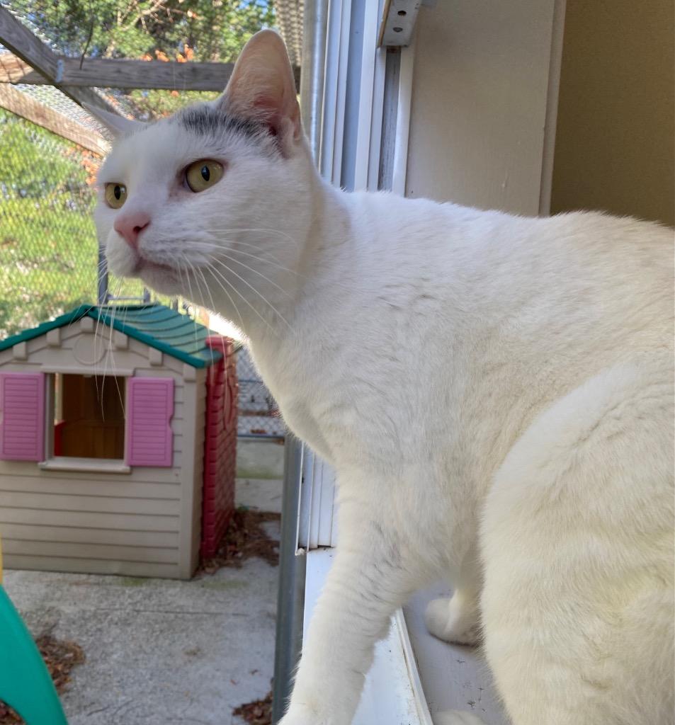 Ginn, a Adoptable mixed breed in Fall River, MA image 4/6