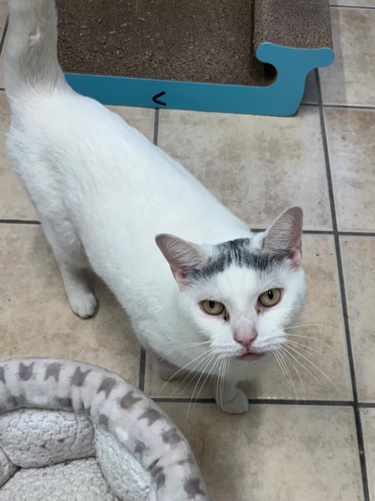 Ginn, a Adoptable mixed breed in Fall River, MA image 5/6