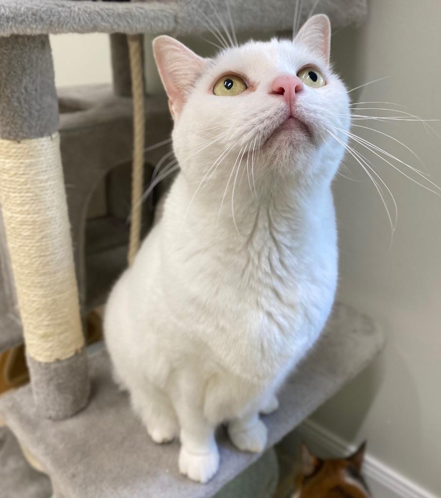 Ginn, a Adoptable mixed breed in Fall River, MA image 6/6