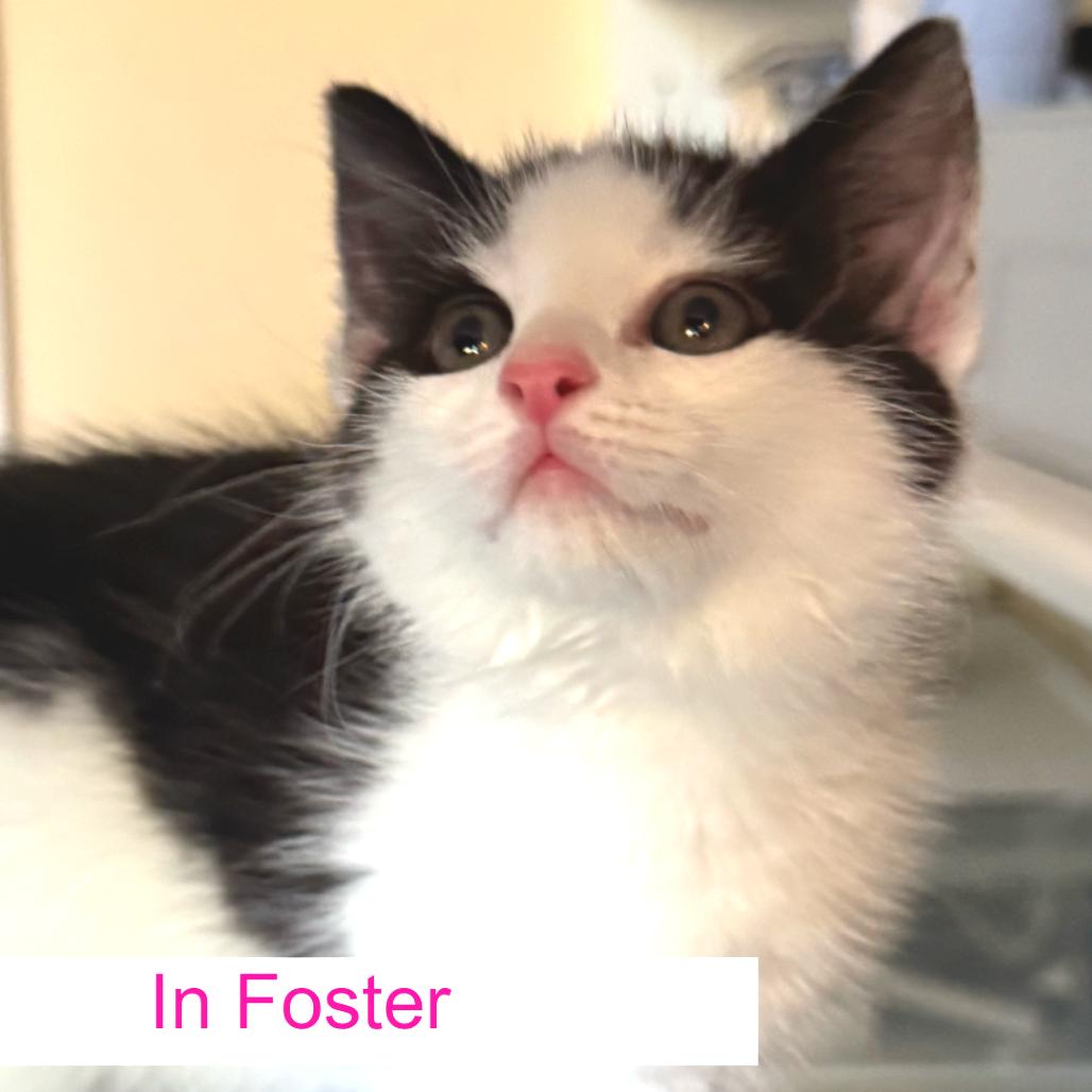 Enoki, Adoptable, Kitten Female Domestic Short Hair.