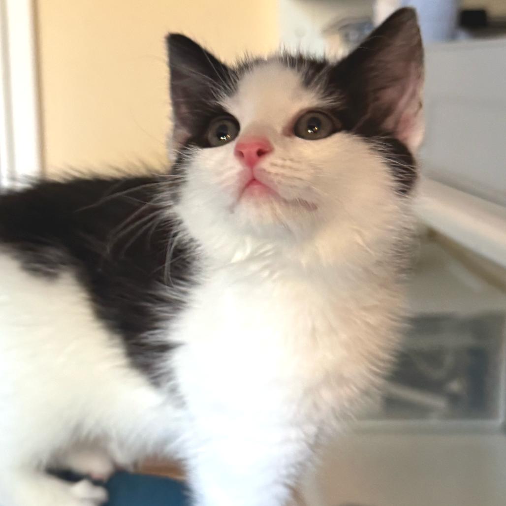 Enlarge Enoki, a Adoptable Domestic Short Hair in Chapel Hill, NC image 2/2