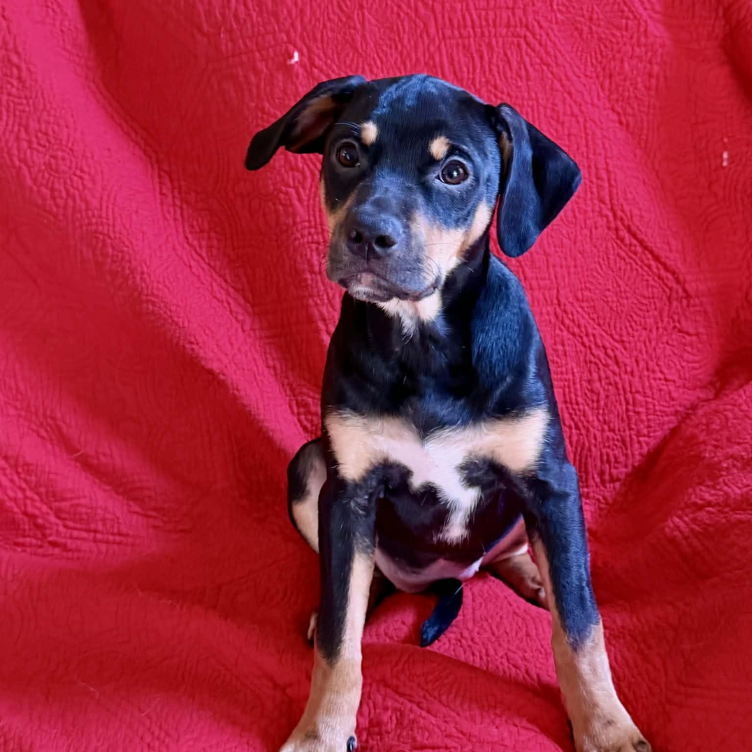 Emilia, an adopted mixed breed in Hatfield, PA image 2/4