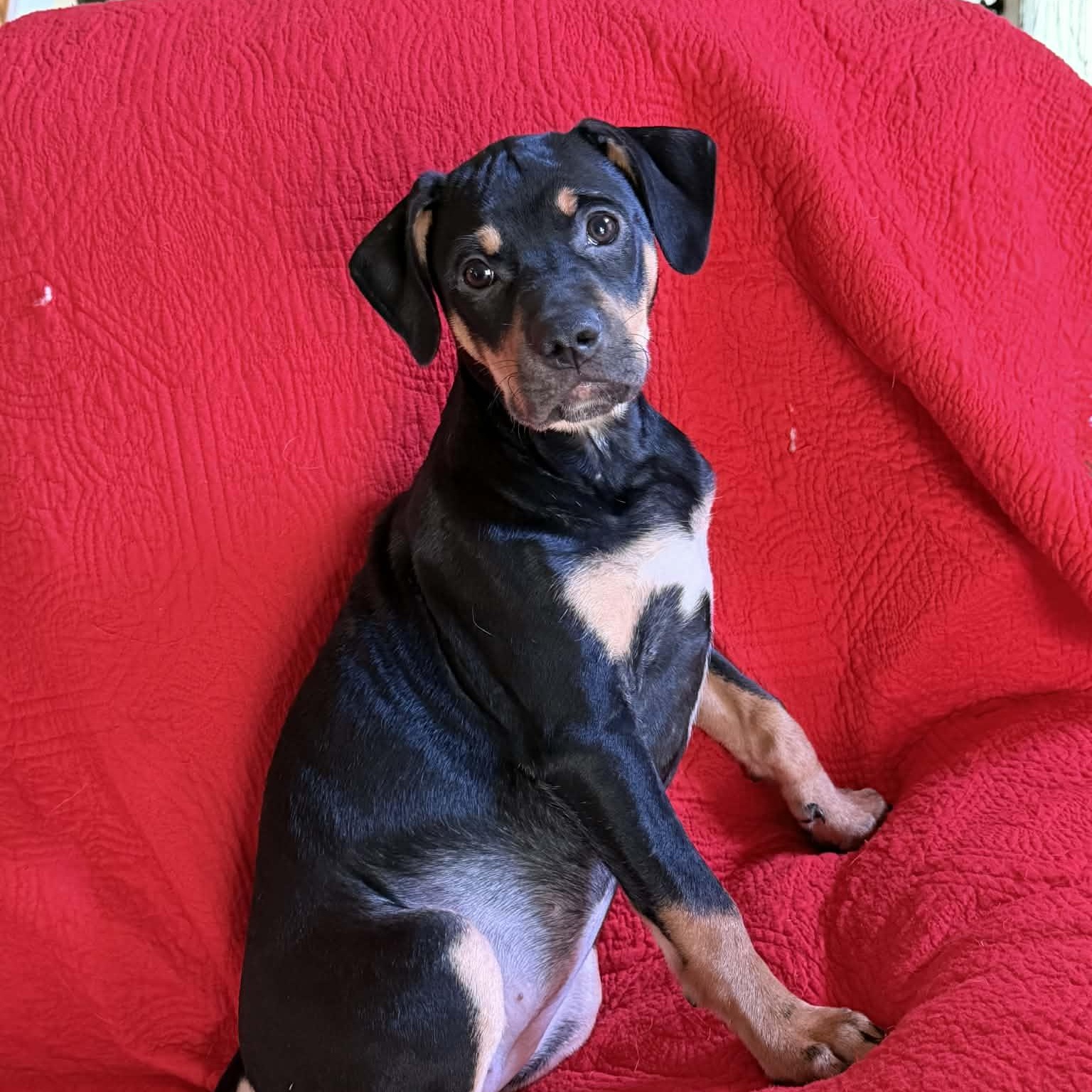 Emilia, an adopted mixed breed in Hatfield, PA image 3/4