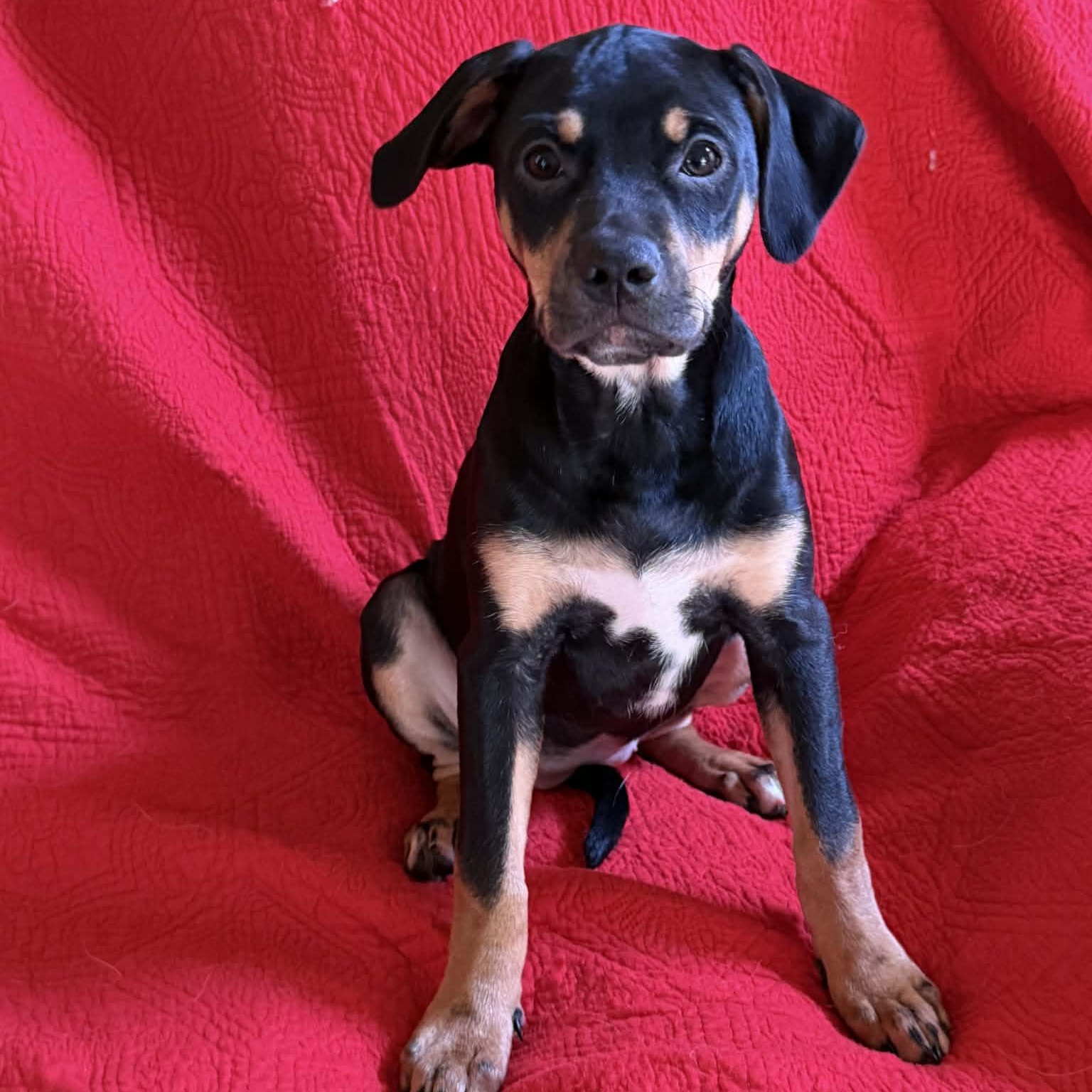 Emilia, ADOPTABLE, Puppy Female Rottweiler.