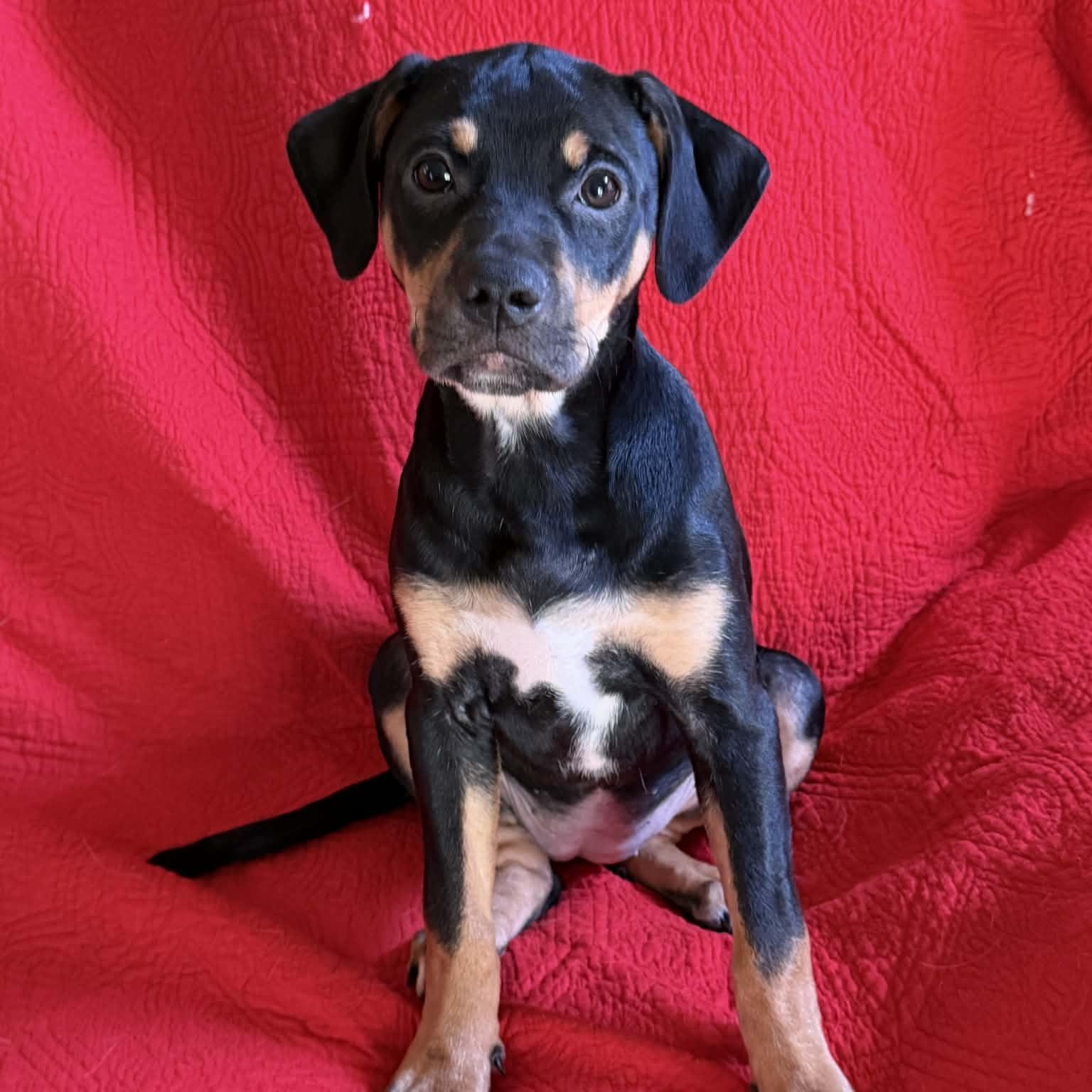 Emilia, an adopted mixed breed in Hatfield, PA image 4/4