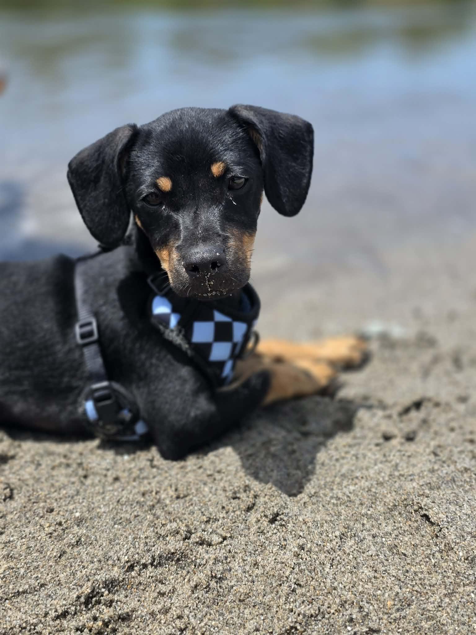 Robin, an adopted mixed breed in Penryn, CA image 1/5