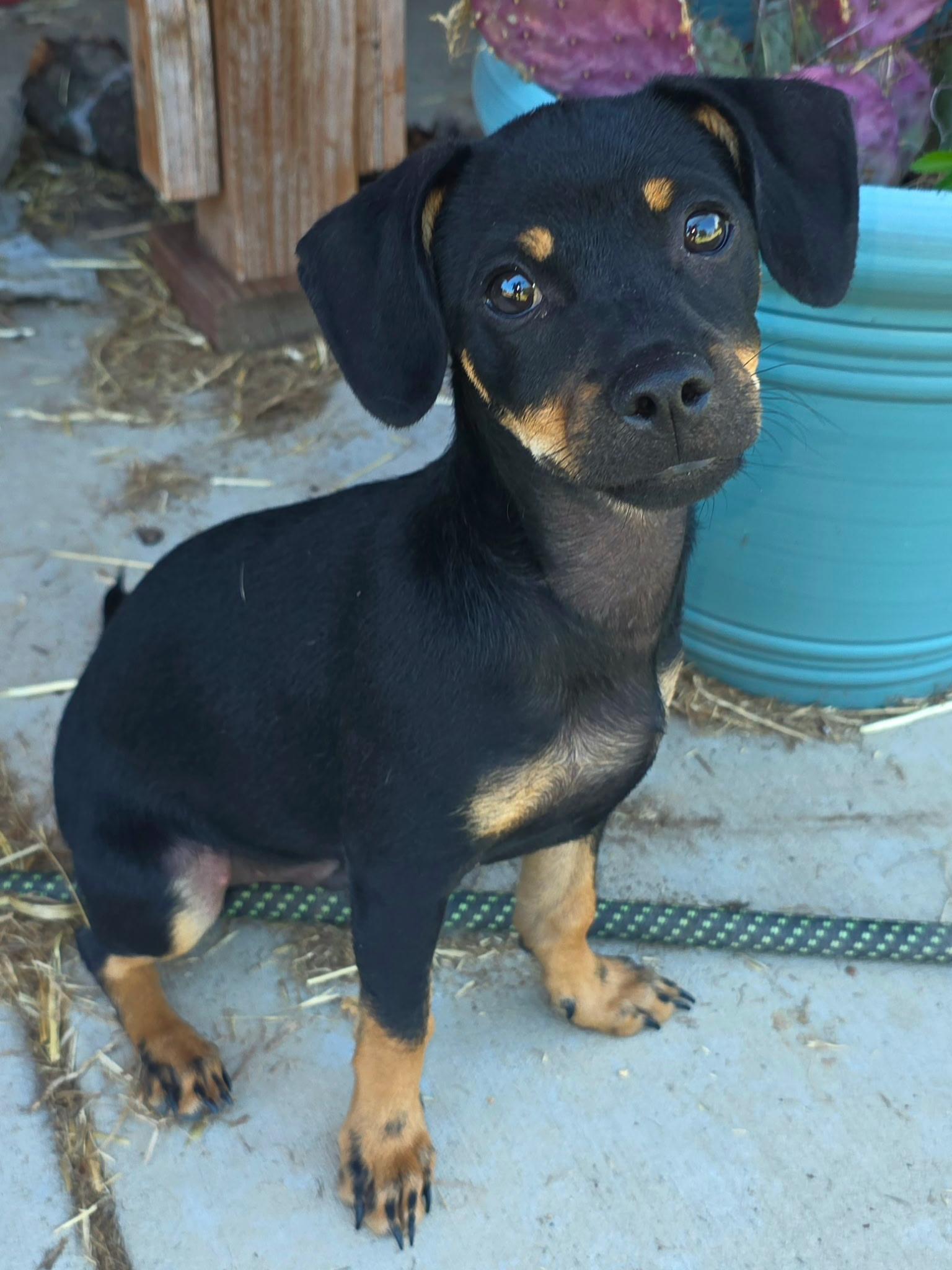 Robin, an adopted mixed breed in Penryn, CA image 2/5