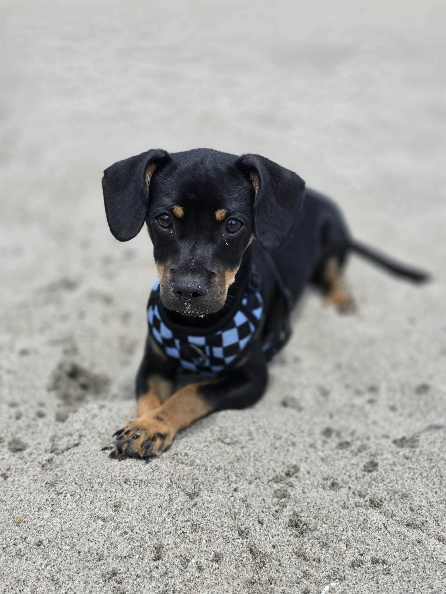 Robin, an adopted mixed breed in Penryn, CA image 5/5