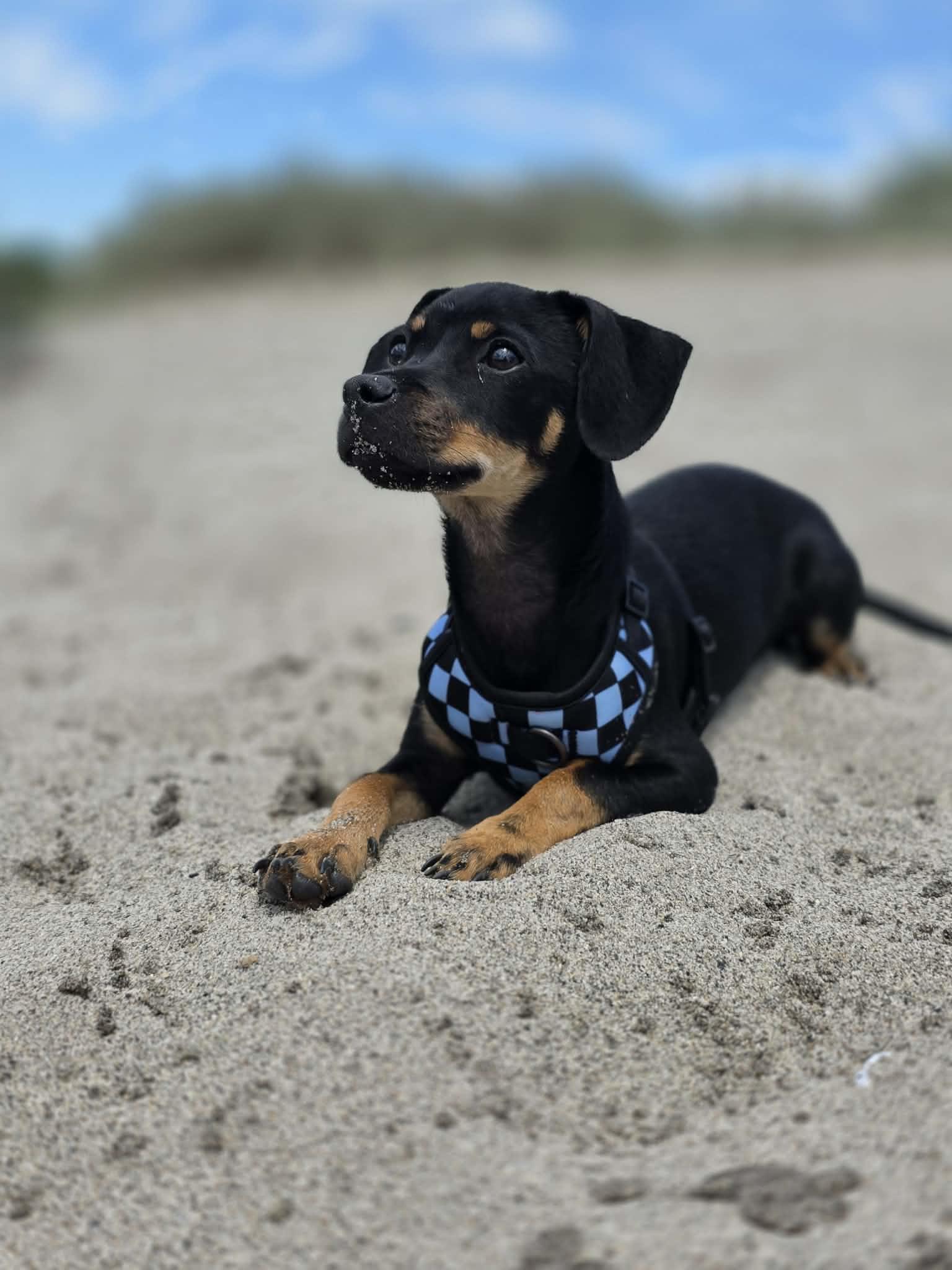 Robin, an adopted mixed breed in Penryn, CA image 4/5