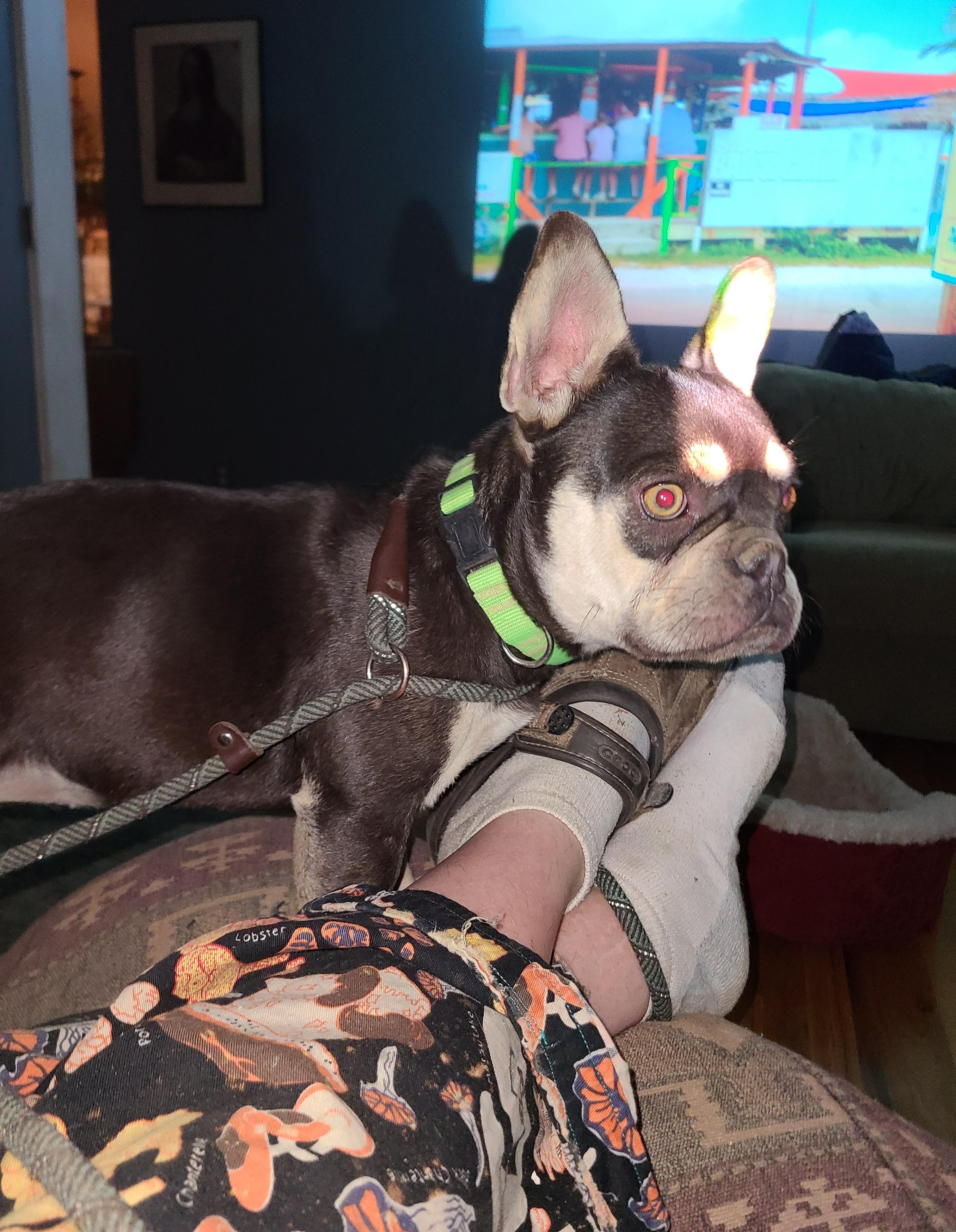 Enlarge Maple, an adopted French Bulldog in Albany, NY image 2/3