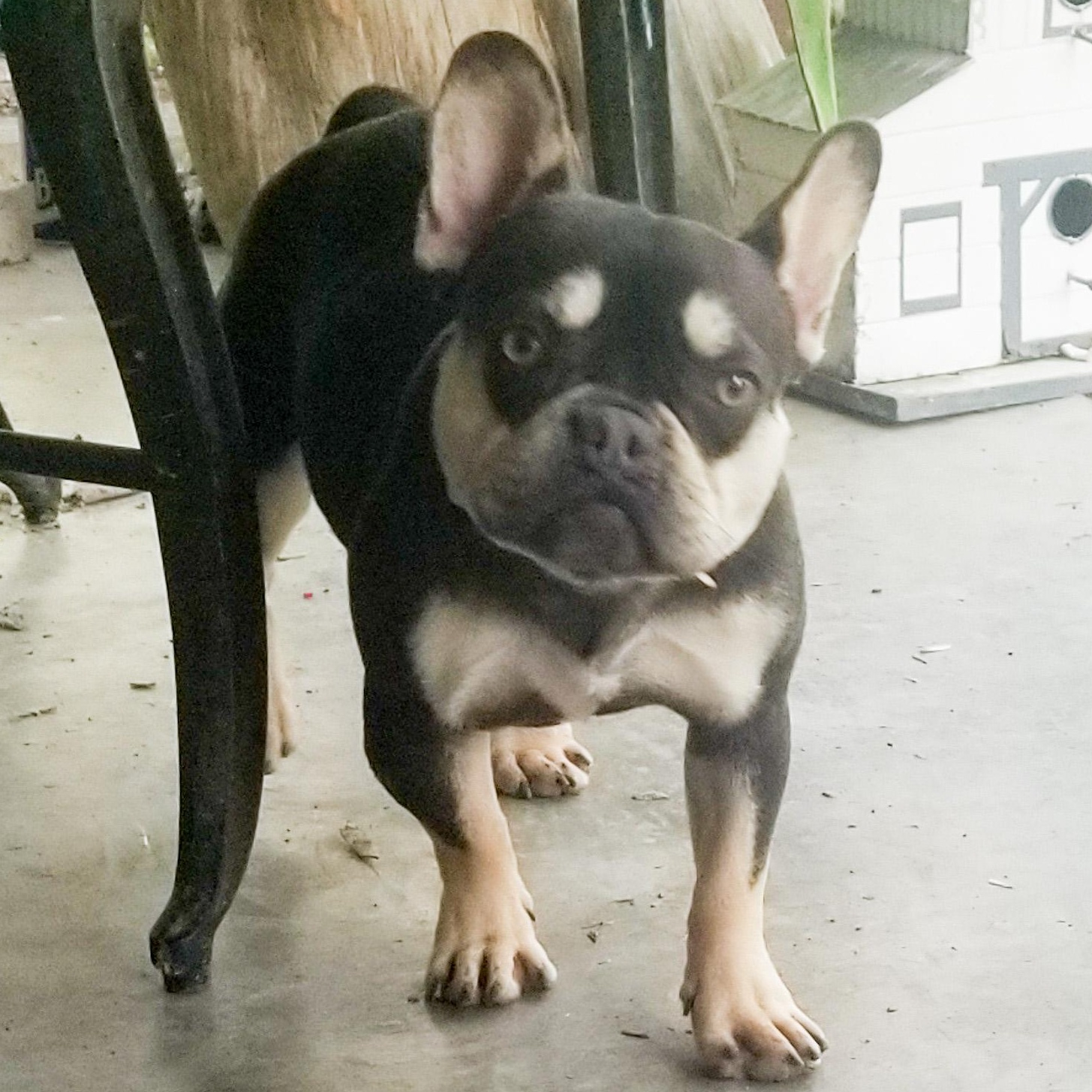 Enlarge Maple, an adopted French Bulldog in Albany, NY image 1/3