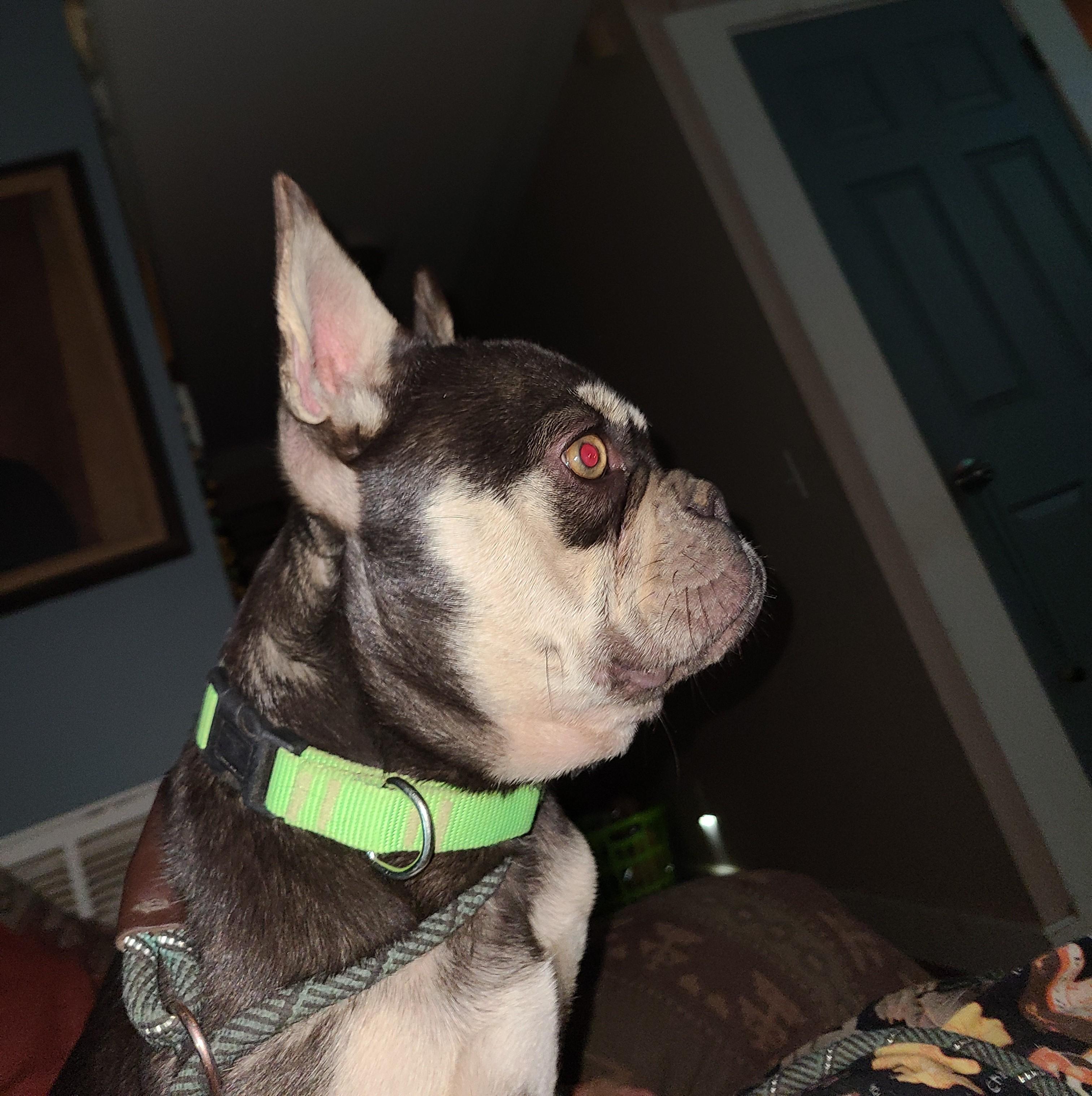 Enlarge Maple, an adopted French Bulldog in Albany, NY image 3/3
