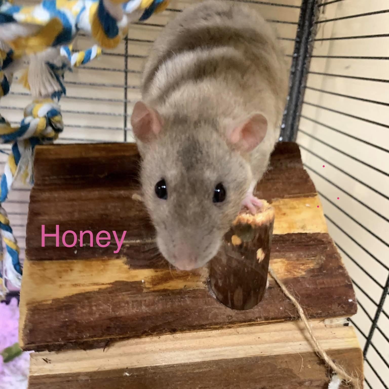 Honey & Maple, an adopted Rat in Rochester, NY image 4/5