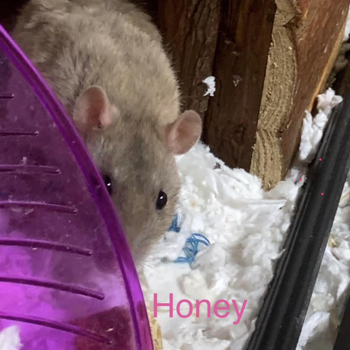 Honey & Maple, an adopted Rat in Rochester, NY image 5/5