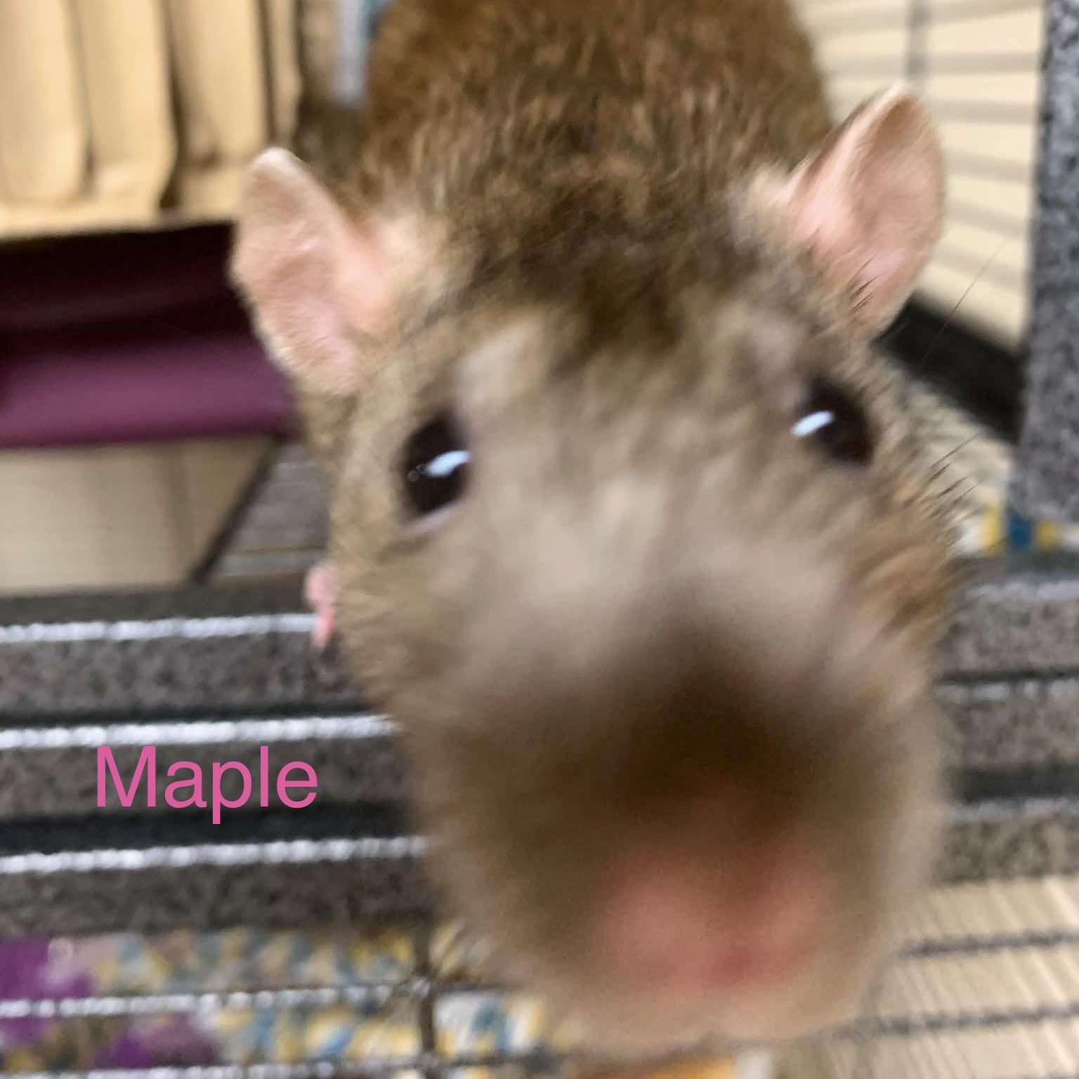 Honey & Maple, an adopted Rat in Rochester, NY image 2/5
