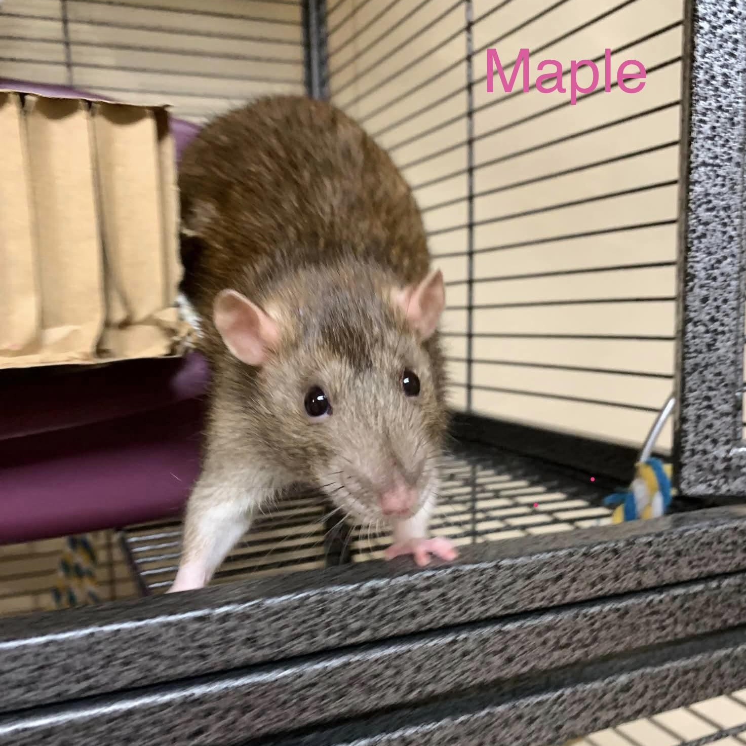 Honey & Maple, an adopted Rat in Rochester, NY image 1/5