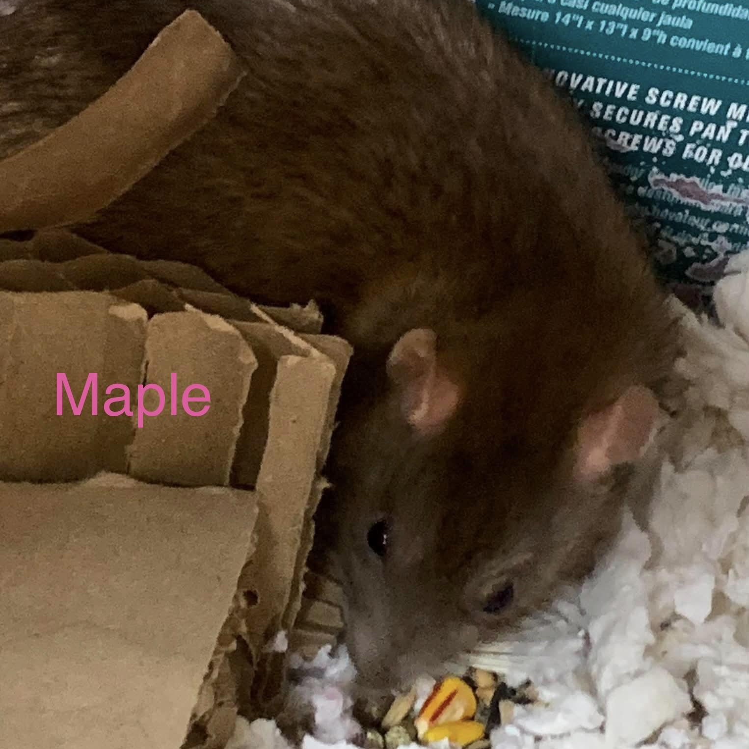 Honey & Maple, an adopted Rat in Rochester, NY image 3/5