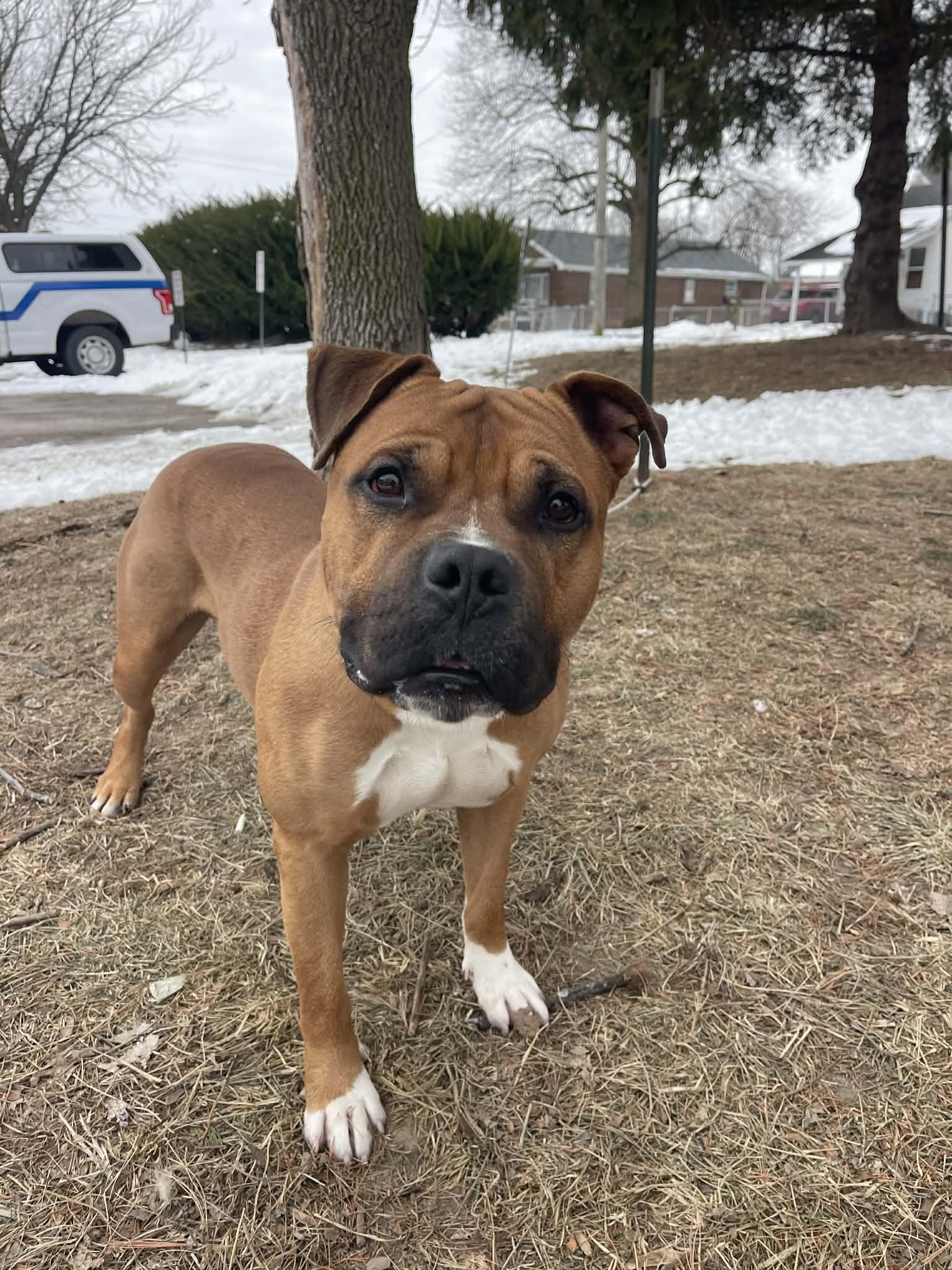Enlarge Wilson, an adopted mixed breed in Springfield, IL image 3/3