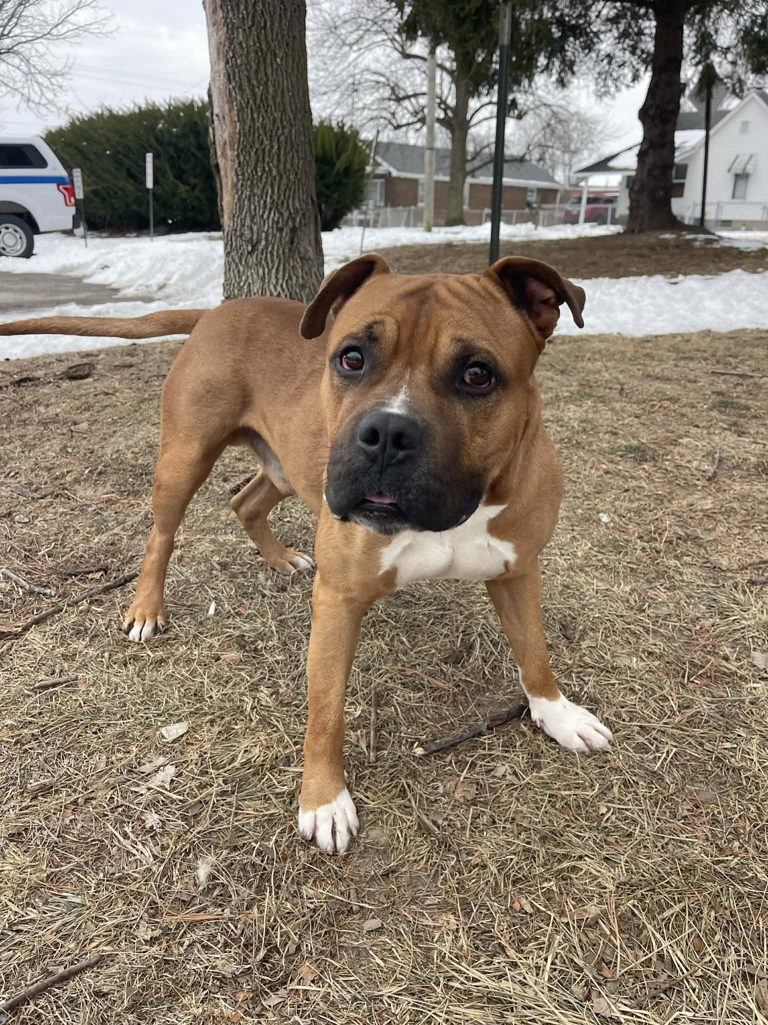 Enlarge Wilson, an adopted mixed breed in Springfield, IL image 2/3