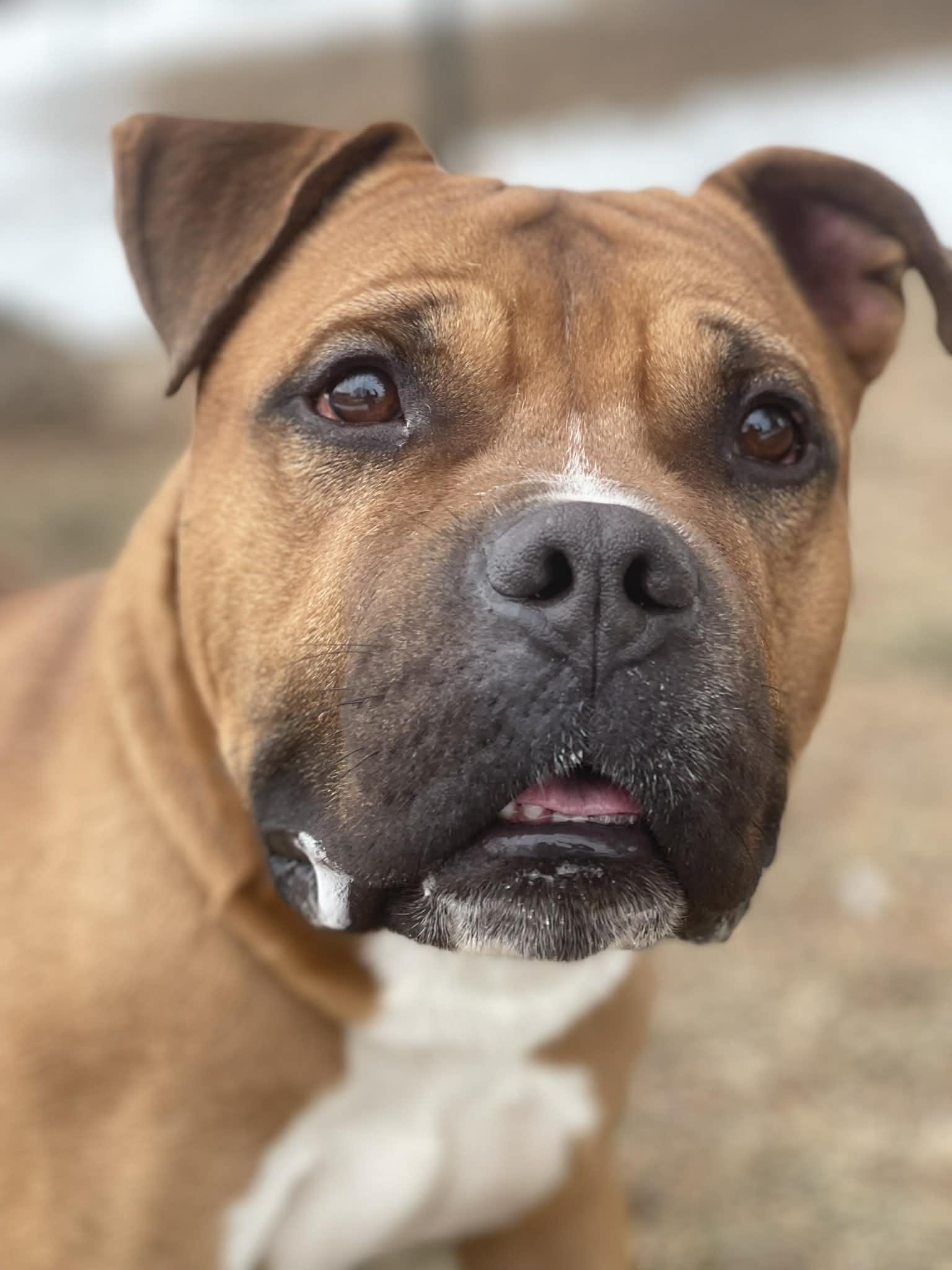 Wilson, adopted, Adult Male Pit Bull Terrier.