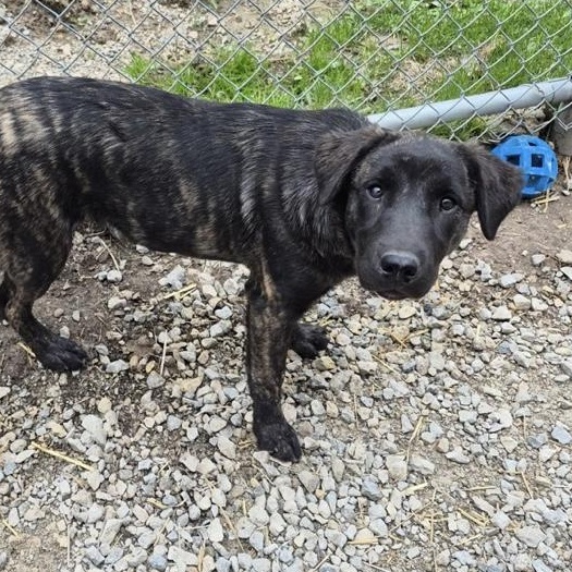 Enlarge Dixie, a ADOPTABLE mixed breed in Richmond Hill, ON image 1/1