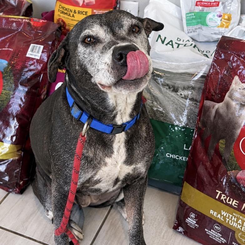 Marley, Adoptable, Senior Female Shar-Pei & Terrier.