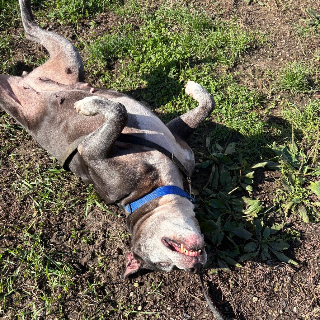 Enlarge Marley, a Adoptable mixed breed in West Des Moines, IA image 2/6