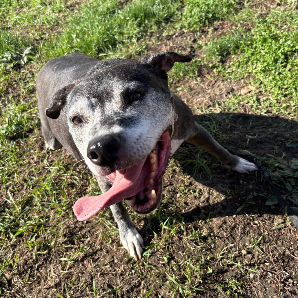 Enlarge Marley, a Adoptable mixed breed in West Des Moines, IA image 3/6