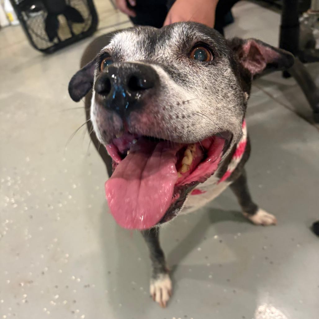 Enlarge Marley, a Adoptable mixed breed in West Des Moines, IA image 4/6