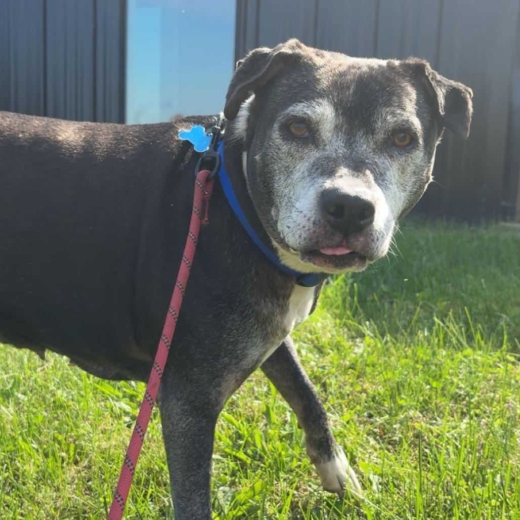 Enlarge Marley, a Adoptable mixed breed in West Des Moines, IA image 5/6