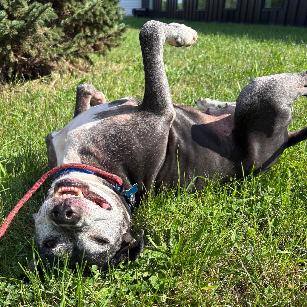 Enlarge Marley, a Adoptable mixed breed in West Des Moines, IA image 6/6