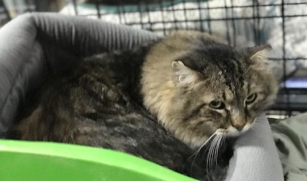 Enlarge Albert, a Adoptable mixed breed in Ballwin, MO image 1/1