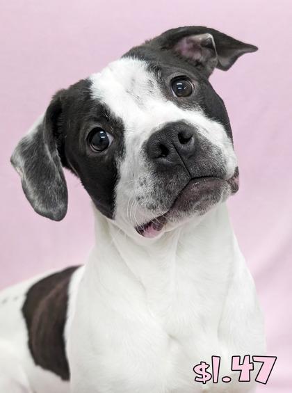 Enlarge $1.47, a Adoptable mixed breed in Mason, MI image 1/2