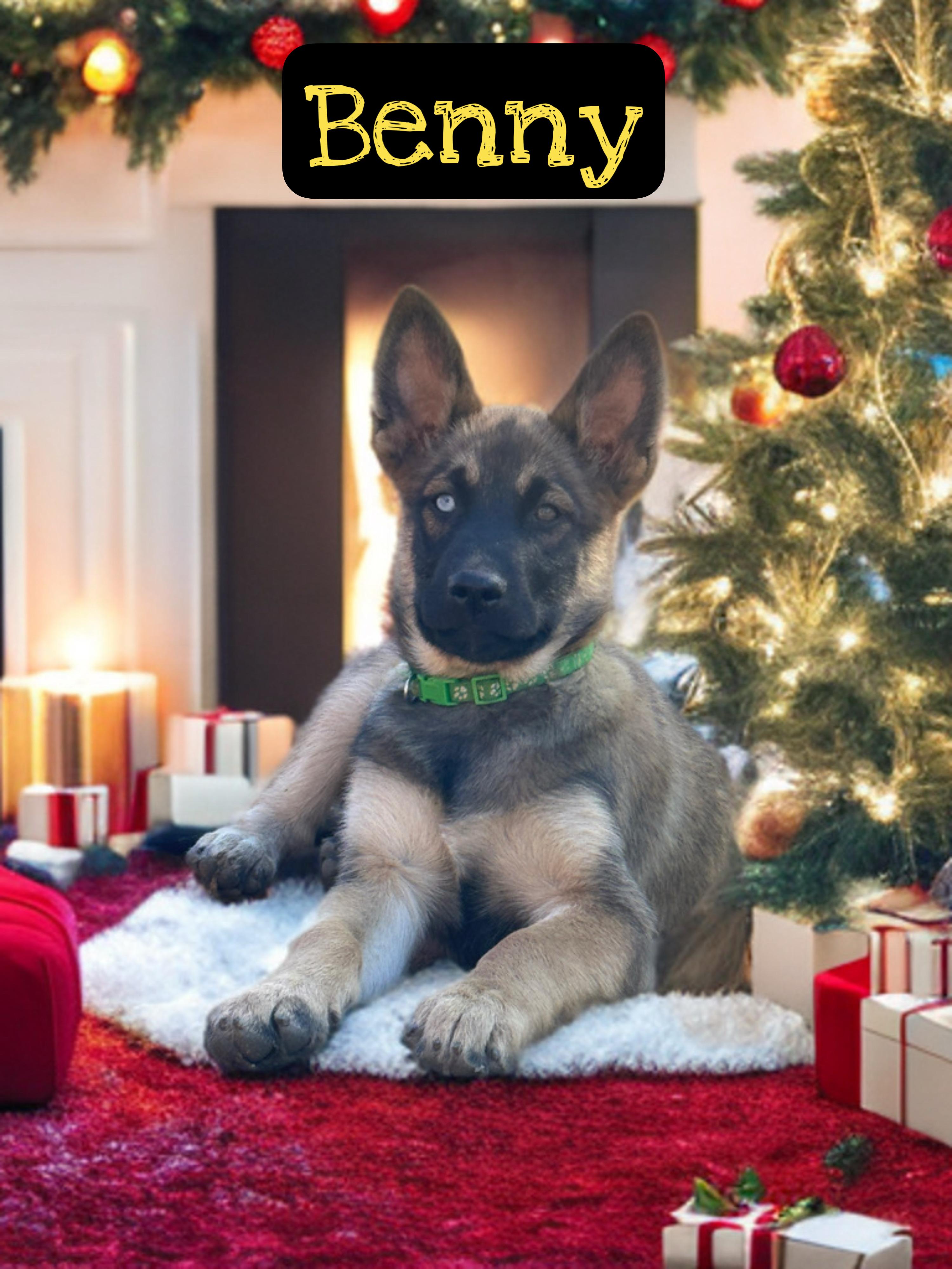 Enlarge Benny, a ADOPTABLE Belgian Shepherd / Malinois in Perris, CA image 1/1