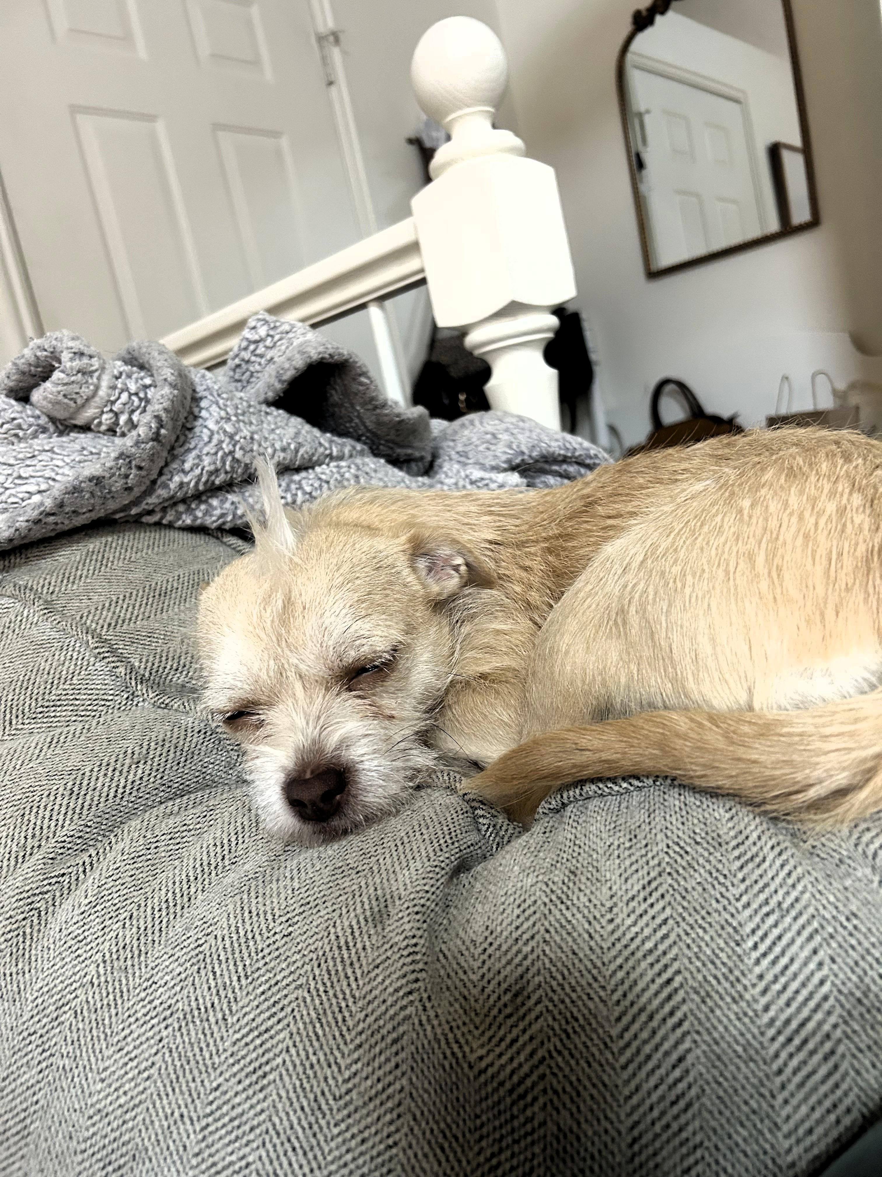 Enlarge Edie, an adoption pending Terrier in Salt Lake City, UT image 2/6