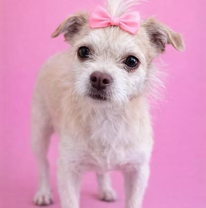 Enlarge Edie, an adoption pending Terrier in Salt Lake City, UT image 1/6