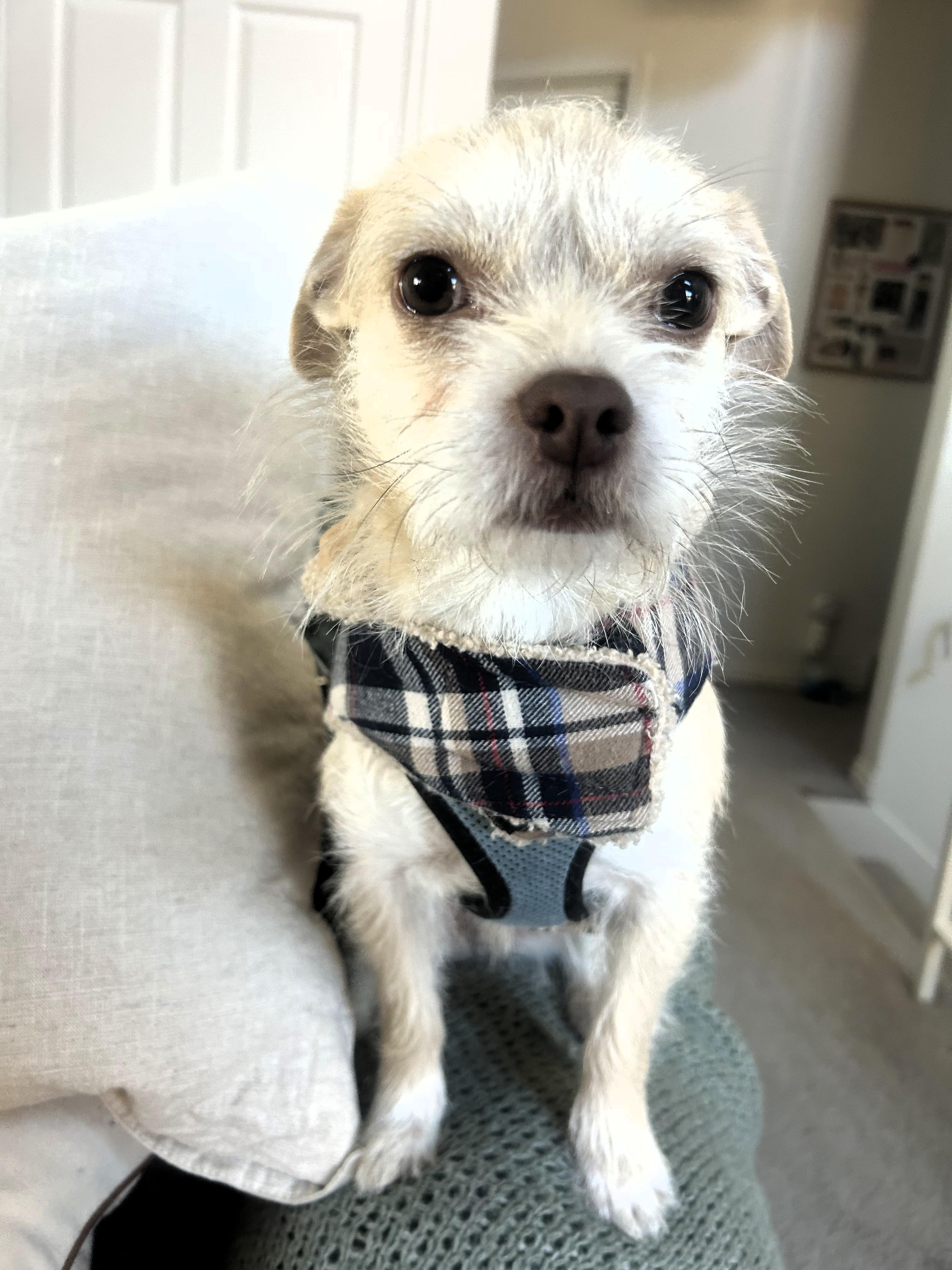 Enlarge Edie, an adoption pending Terrier in Salt Lake City, UT image 3/6