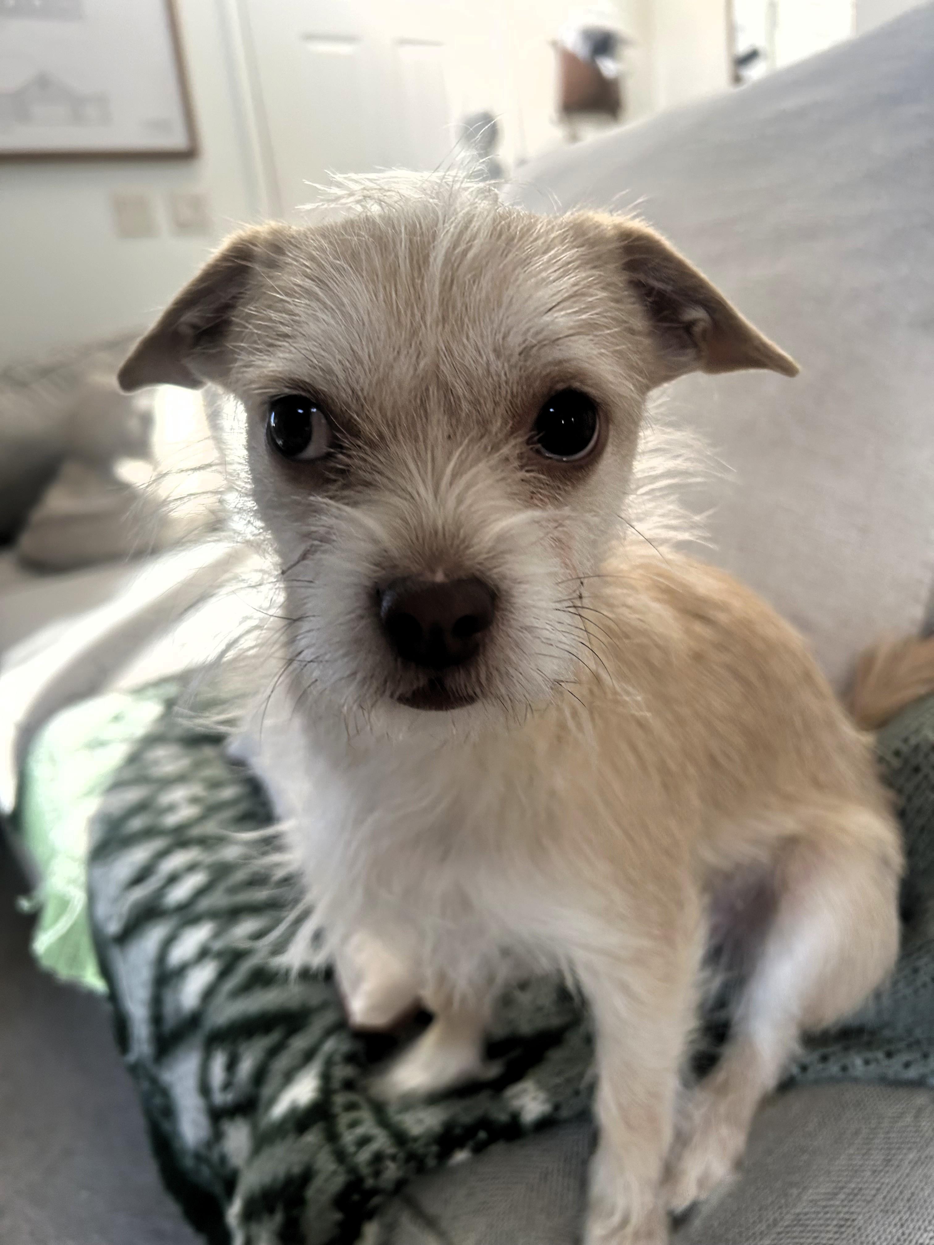 Enlarge Edie, an adoption pending Terrier in Salt Lake City, UT image 6/6