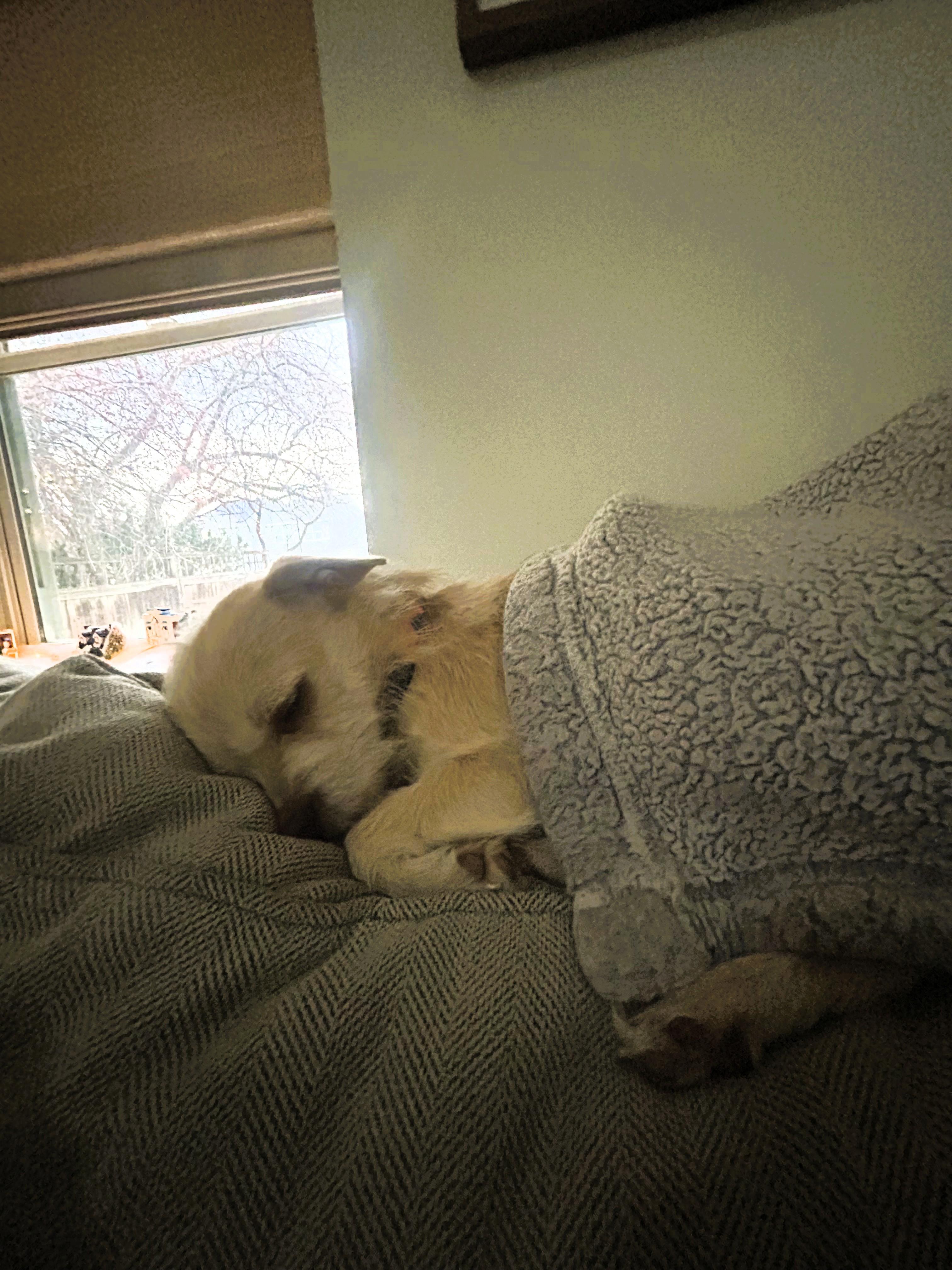 Enlarge Edie, an adoption pending Terrier in Salt Lake City, UT image 5/6