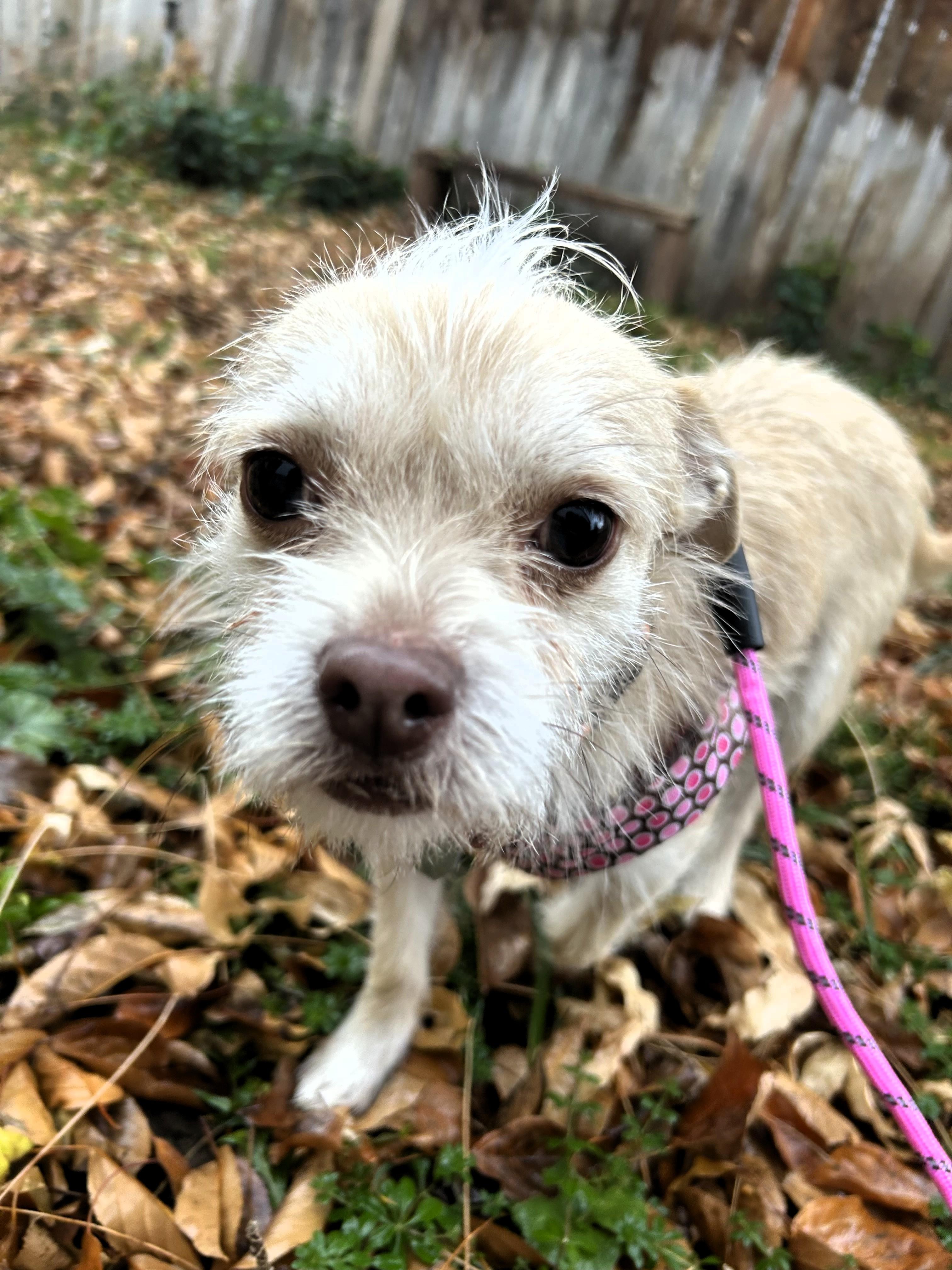 Enlarge Edie, an adoption pending Terrier in Salt Lake City, UT image 4/6