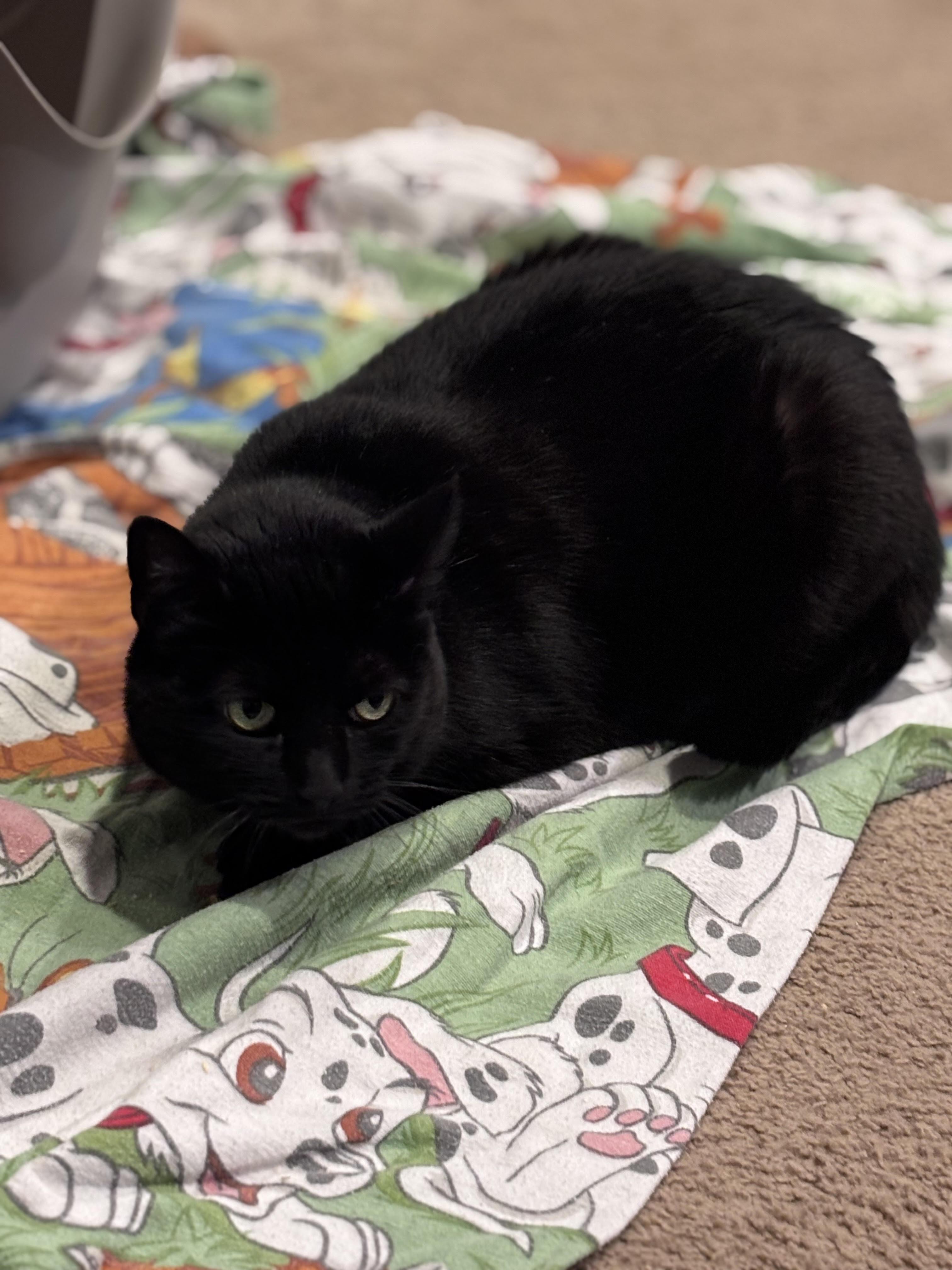 Olive, ADOPTABLE, Young Female Domestic Short Hair.