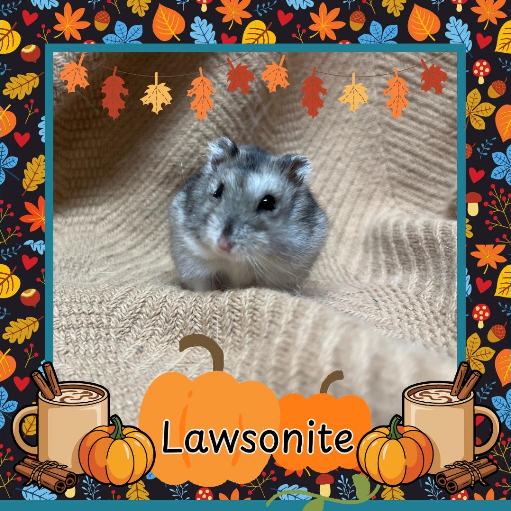 Lawsonite, Adoptable, Young Male Hamster.