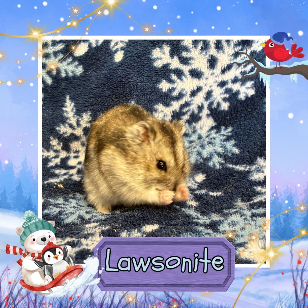 Enlarge Lawsonite, a Adoptable Hamster in Elizabethtown, KY image 2/6
