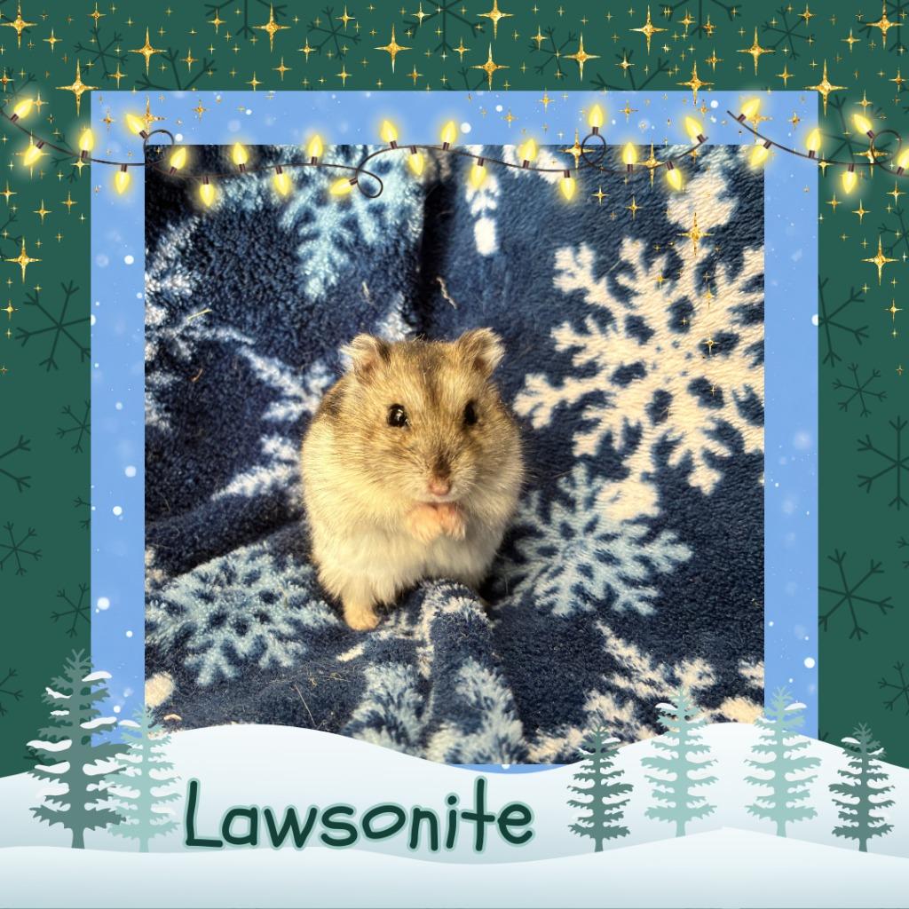 Enlarge Lawsonite, a Adoptable Hamster in Elizabethtown, KY image 3/6