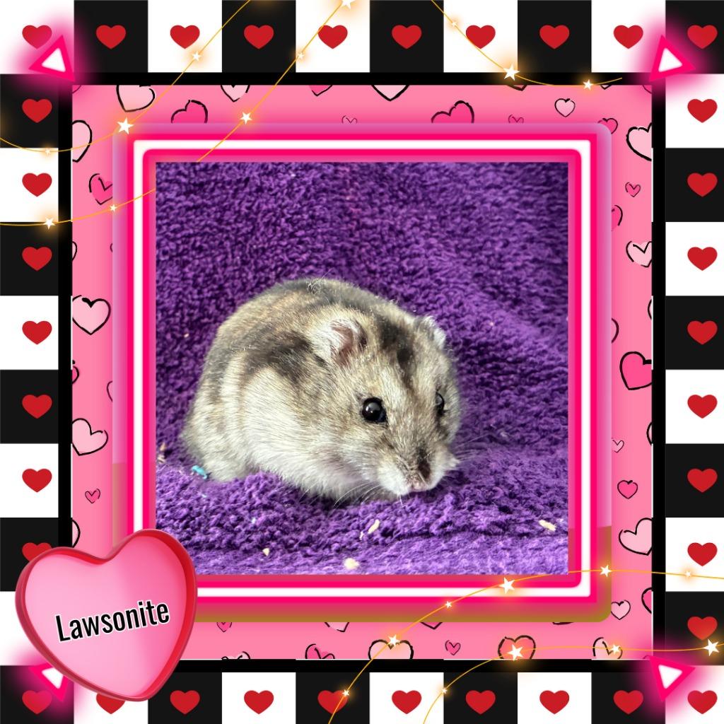 Enlarge Lawsonite, a Adoptable Hamster in Elizabethtown, KY image 4/6