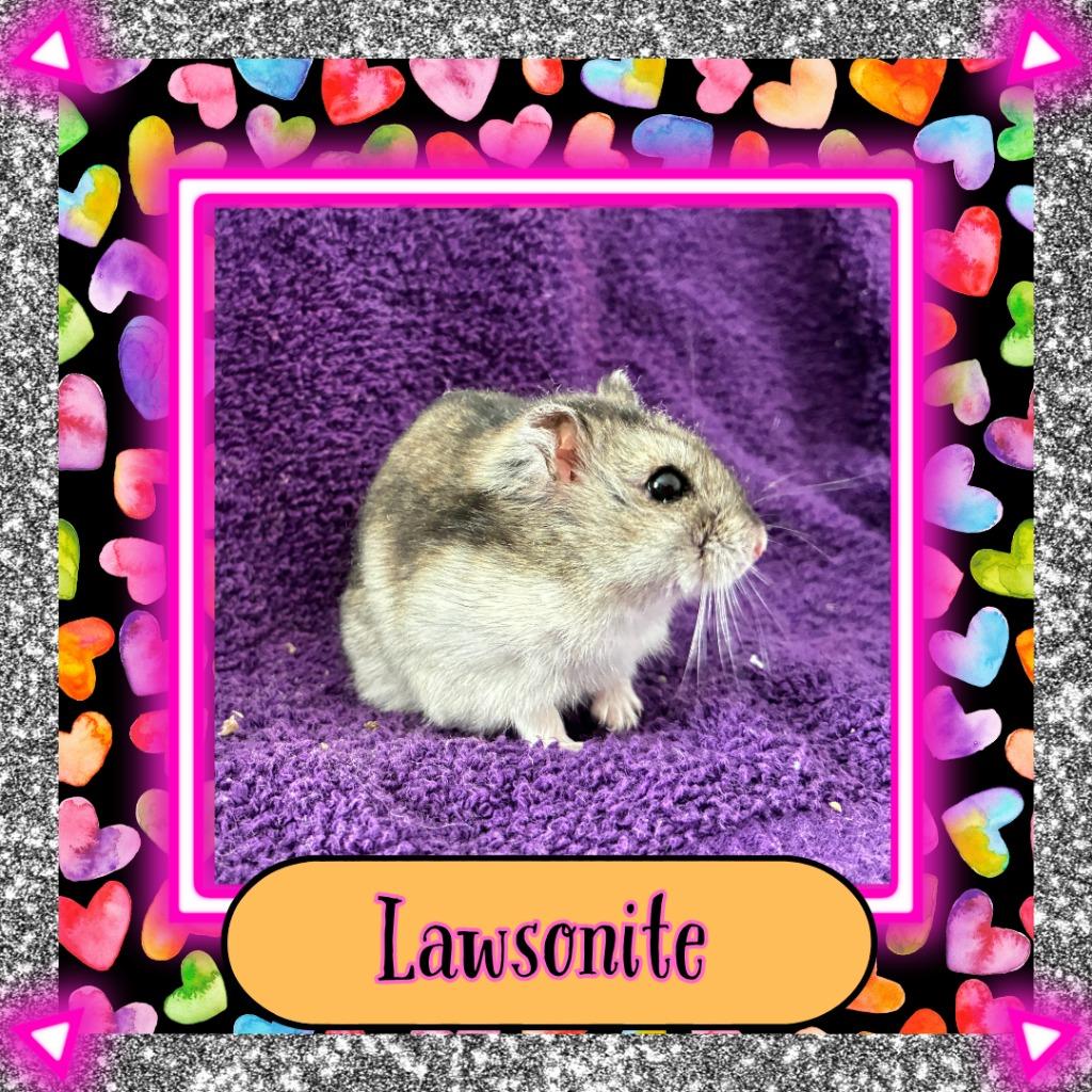 Enlarge Lawsonite, a Adoptable Hamster in Elizabethtown, KY image 5/6