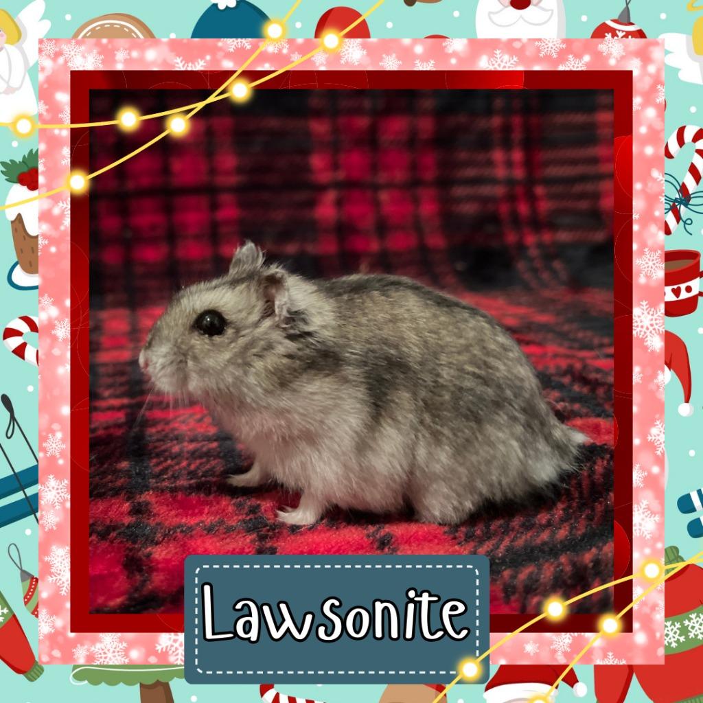 Enlarge Lawsonite, a Adoptable Hamster in Elizabethtown, KY image 6/6