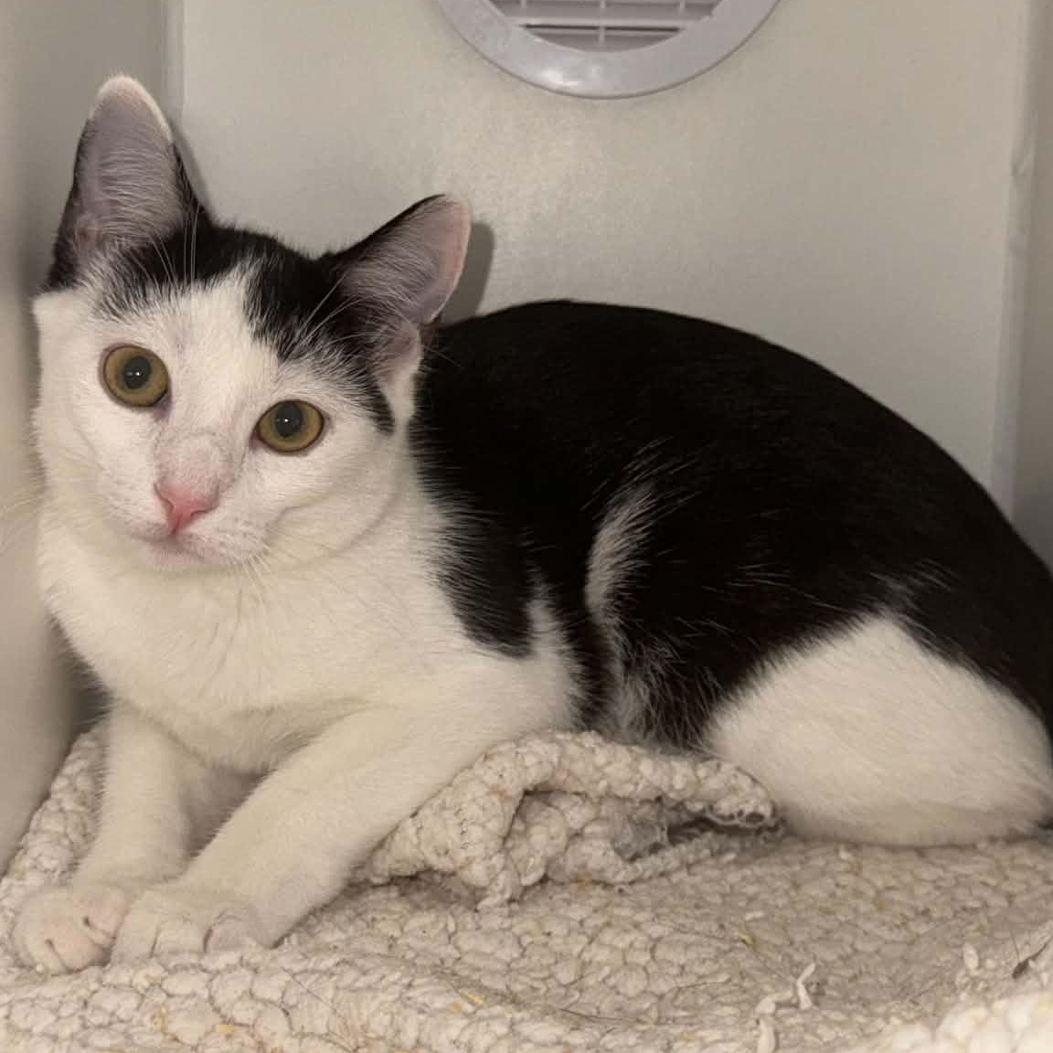 Celestial, a ADOPTABLE American Shorthair in Danbury, CT image 3/4
